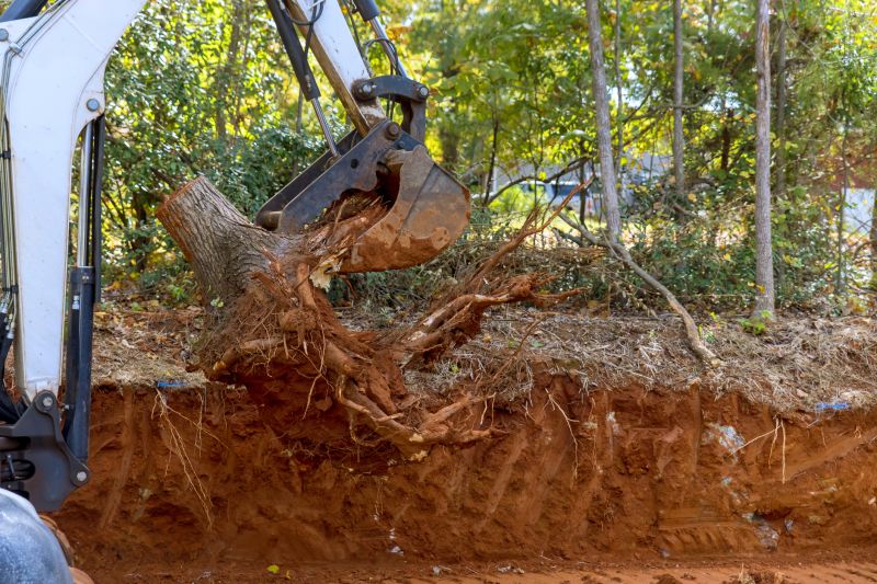Tree Trunk Removal in Prince Georges County, MD