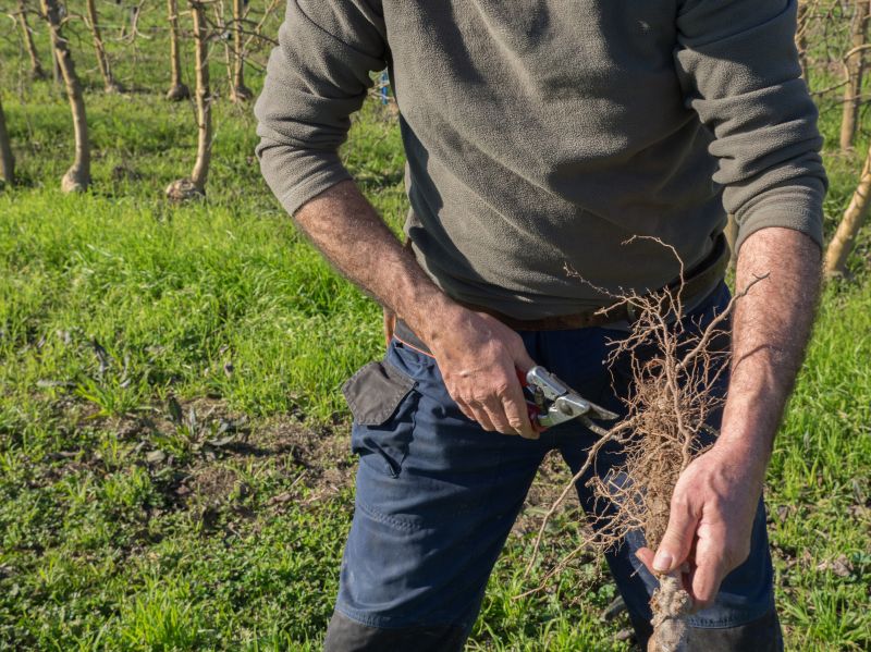 tree root removal