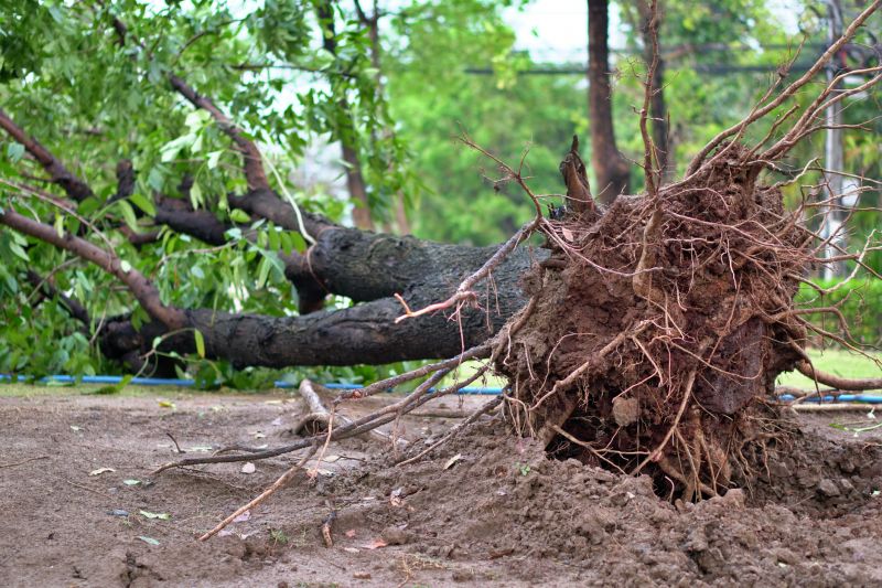 tree root removal