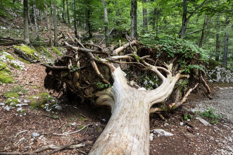 tree root removal