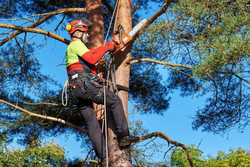 Experienced Tree Care Crew