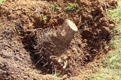 Tree Root Removal, Tree Root Removal, Hawaii